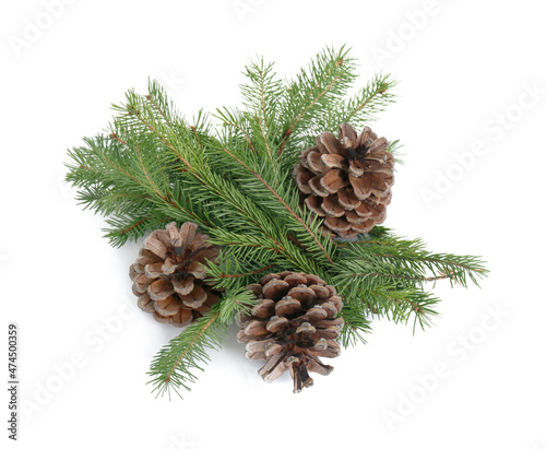 Beautiful fir branches with dry cones on white background