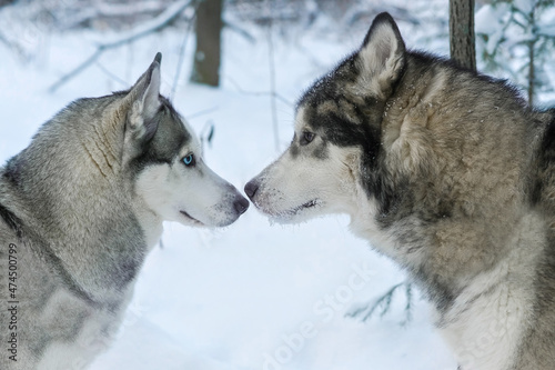 the love of two dogs similar to wolves