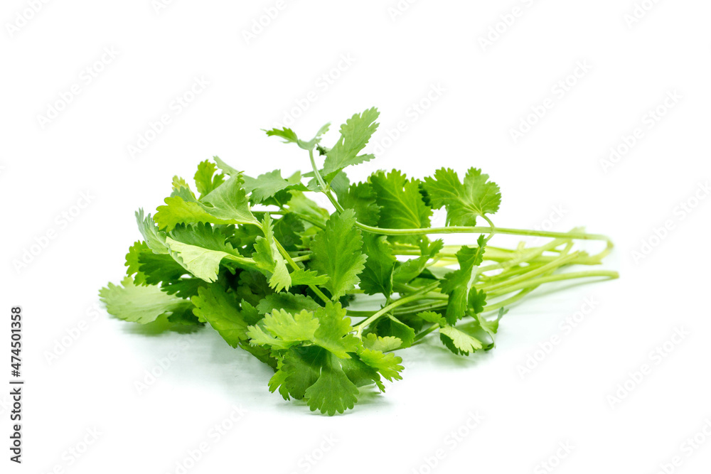 Coriander isolated on white background Coriander isolated on white background
