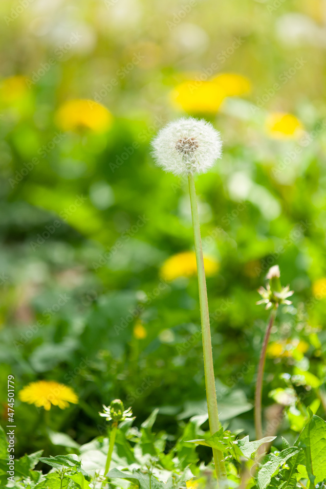 Obraz premium 野原のタンポポ