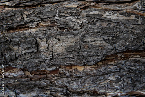 Macro exture of tree bark, aged wood, chips, cracks, moss, photophone for screensaver and print