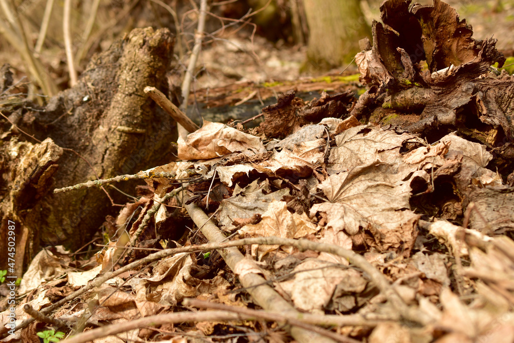 Fallen tree branches and dry leaves in the forest in early spring.