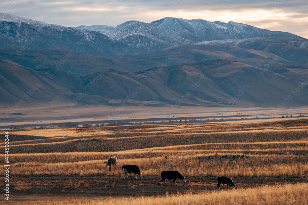 Obraz premium Cows graze in the steppe at sunset against the background of mountains
