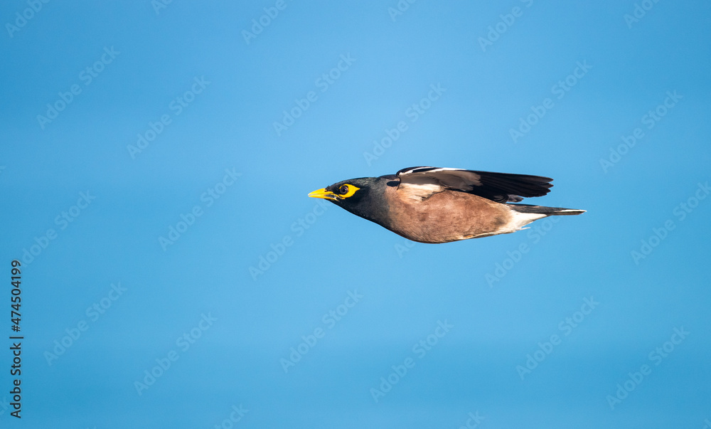 Obraz premium Myna bird is flying on a blue background