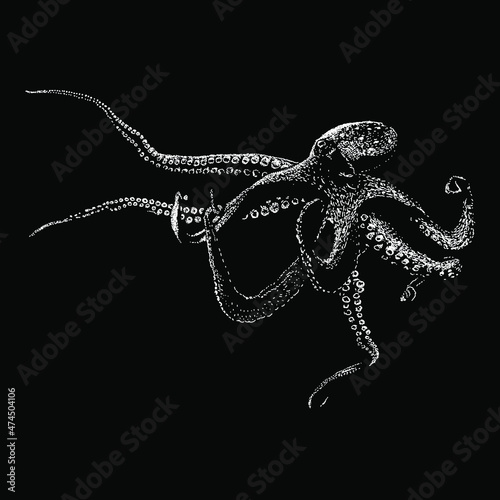 octopus hand drawing vector illustration isolated on black background