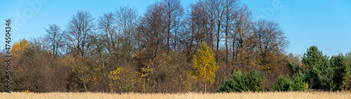 autumn forest on a background of blue sky