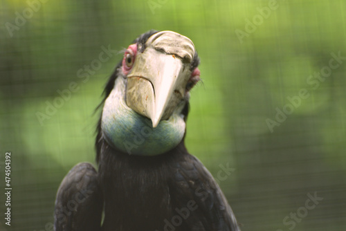 Female Buceros rhinoceros, The rhinoceros hornbill  is a large species of forest hornbill, Bucerotidae, a large arboreal hornbill and the species was uplisted to vulnerable from near threatened. 