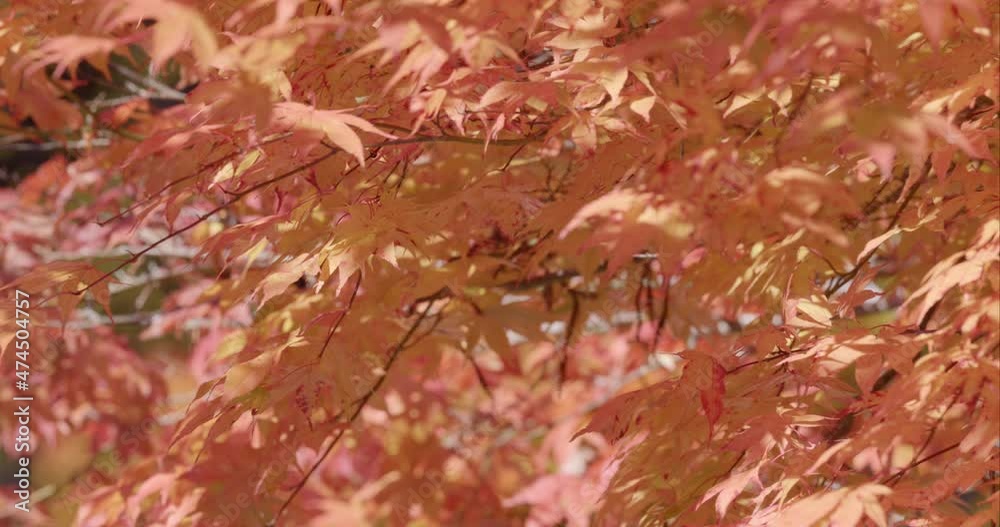 赤く紅葉したモミジ 秋の景色 パン 左から右 赤く紅葉したモミジ 秋の景色 パン 左から右
