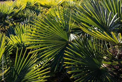 palm tree leaves nature background