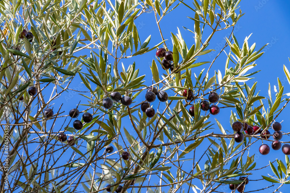 Black olives hanging on the branches of an olive tree Black olives hanging on the branches of an olive tree