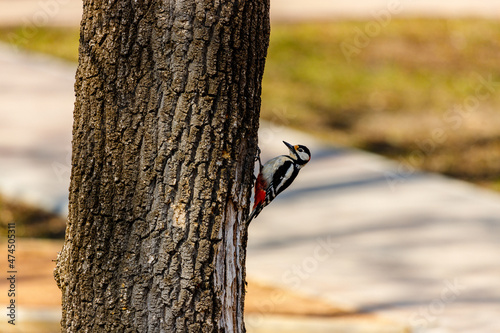 the woodpecker is looking for insects