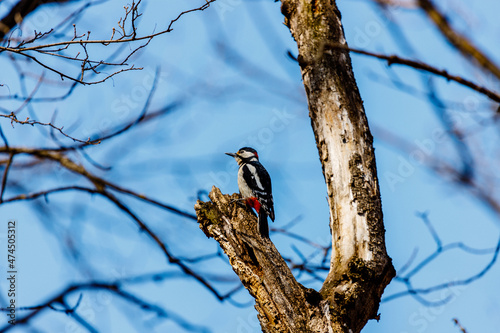 the woodpecker is resting