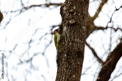 golden woodpecker