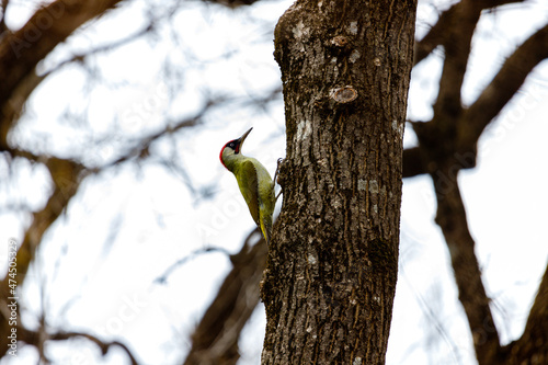 woodpecker on a tree