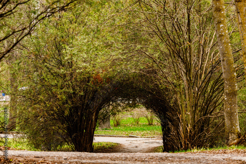 arch of plants