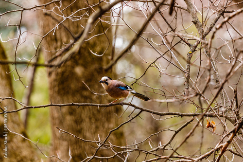jay on a branch
