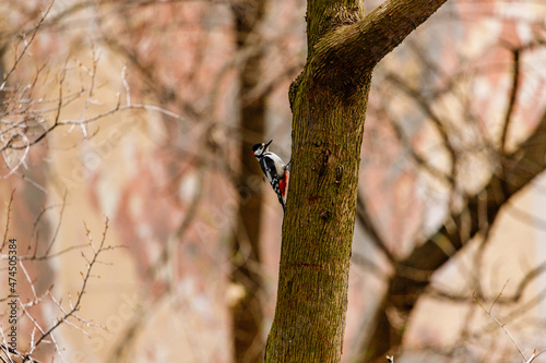 woodpecker on a tree