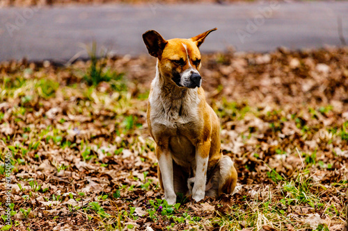 a dog in the park