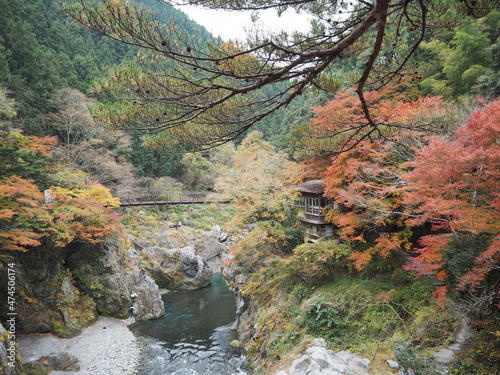 the beautiful autumn leaves of hatonosu valley in Tokyo photo