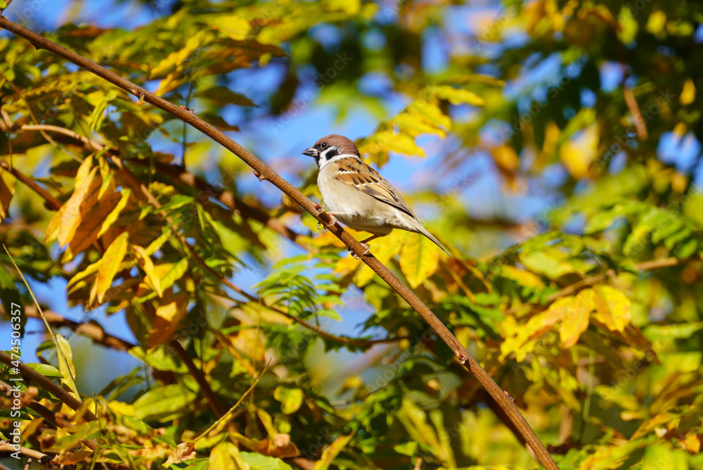 Obraz premium 木の枝にとまるスズメ
