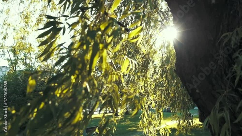 4K slow motion shot of a tree branch moving through the wind, with the leaves showing the sun light in the background