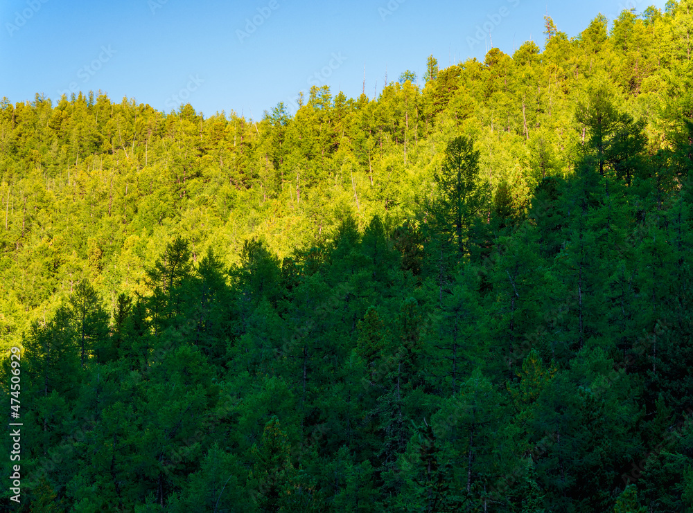 Green forest layers on background of mountains, silhouette. Beautiful landscape. Evergreen coniferous trees. Green forest layers on background of mountains, silhouette. Beautiful landscape. Evergreen coniferous trees.