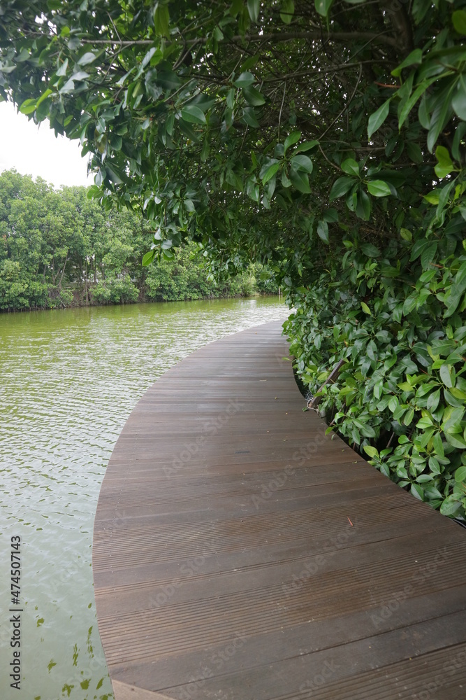 boardwalk on the edge of a mangrove swamp