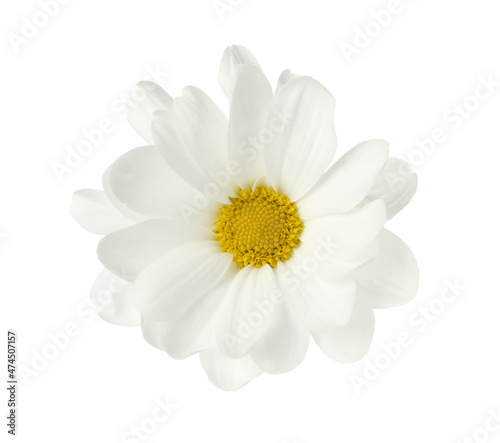 Beautiful fresh chrysanthemum flower on white background