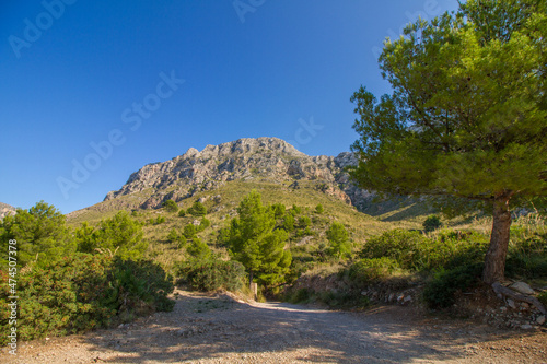 Mountain and typical mediterranean vegetation with pine tree near Betlém at Mallorca island, Balearic islands, Mediterranean Sea, Spain