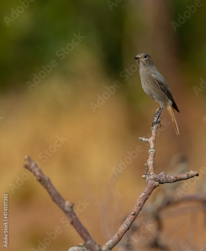 Beautiful shots of the Black Redstart bird perched on the tree branch in the nature environment at noon ( Phoenicurus ochruros )