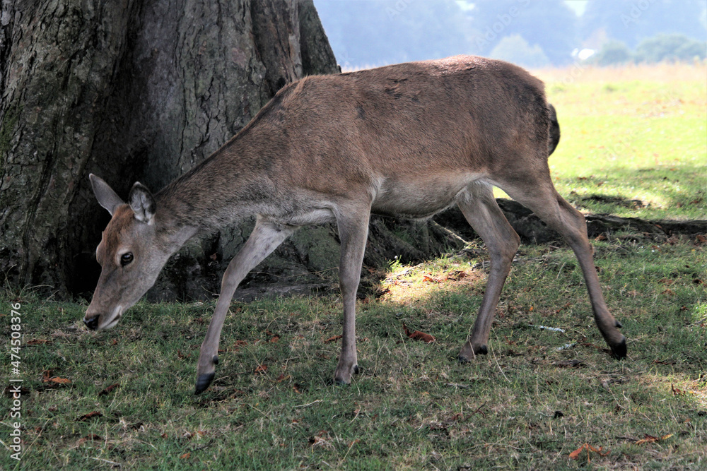 A view of a Red Deer A view of a Red Deer