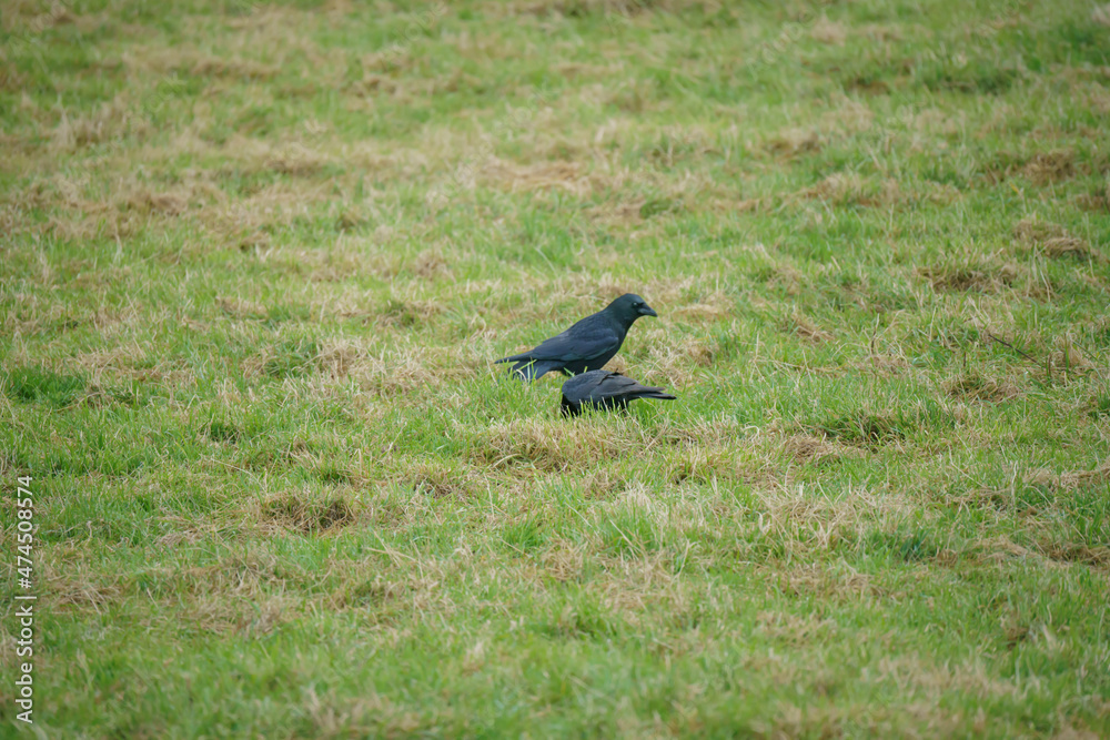 Fototapeta premium carrion crow (corvi) feeding in lush green grass
