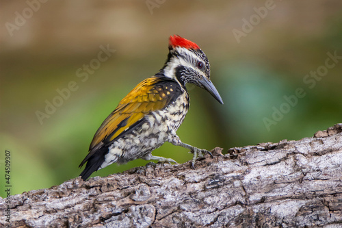 Black-rumped Flameback Woodpecker perched on dry branch, seen in a India.