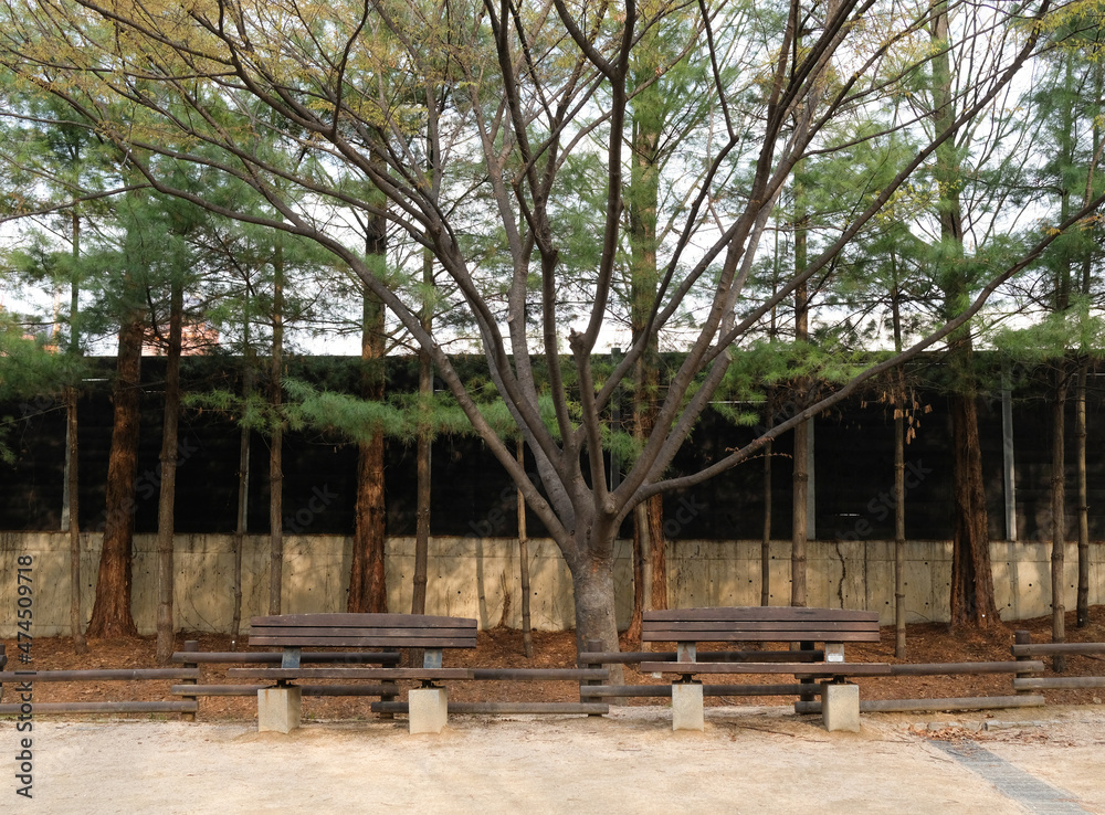 two old wooden chairs are place under big tree