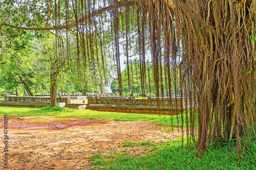 Aerial roots of banyan in garden of Jetavana Vihara, Anuradhapur photo