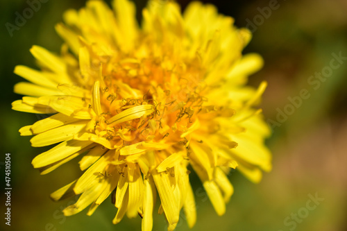 Yellow dandelion close-up in the picture.