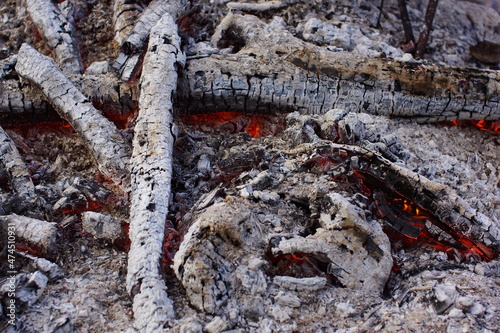 fire in the forest