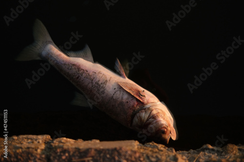 dead wild fish in polluted water in lake