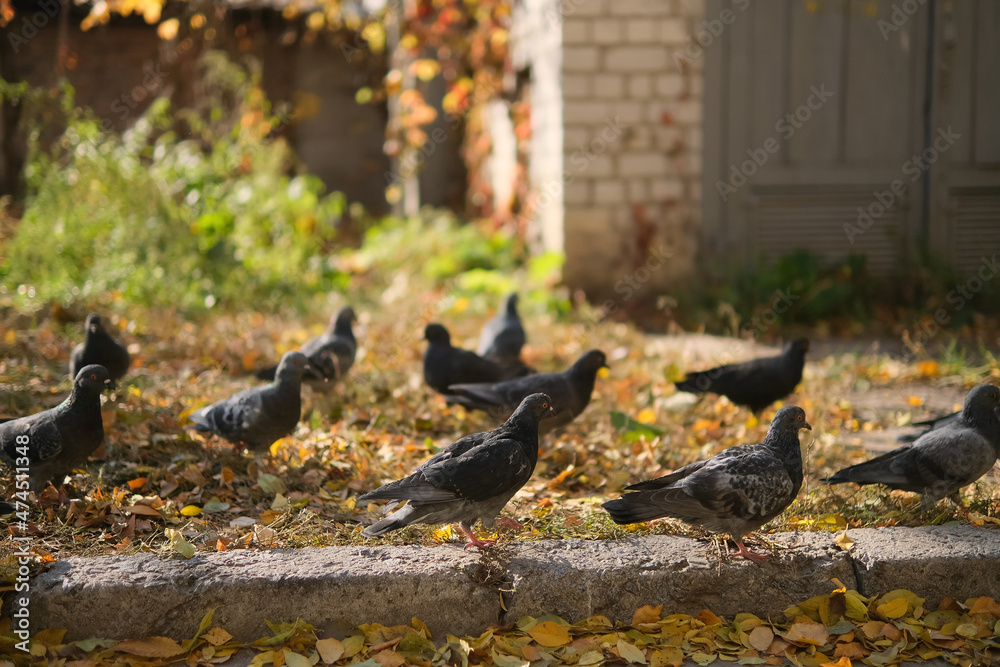 Fototapeta premium Pigeons at Beautiful summer panorama of old town