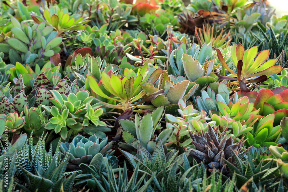 Obraz premium Pots of different kind of cactus and succulents