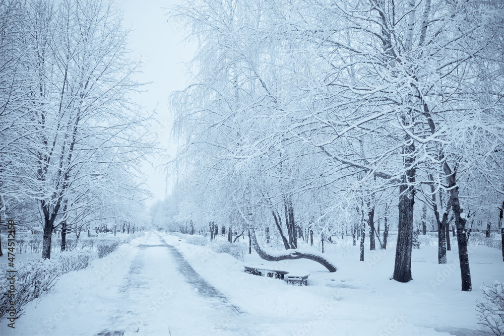 Park trees covered with snow on both sides of the road. Winter landscape in frozen day Park trees covered with snow on both sides of the road. Winter landscape in frozen day