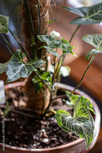 Syngonium Batik