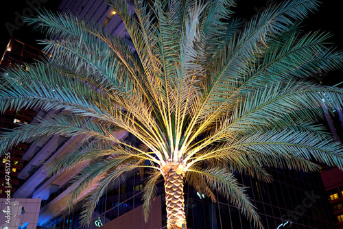 palm trees grow in the big city of Dubai
