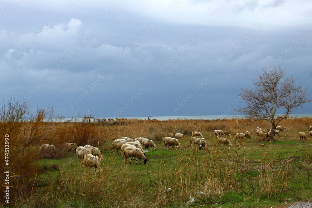 Sheep eating grass in the field. Ida mount silhouette in background. Photo taken in burhaniye town Aegean sea coast region Turkey anatolia asia. Calm warm weather day in winter december 2021 Sheep eating grass in the field. Ida mount silhouette in background. Photo taken in burhaniye town Aegean sea coast region Turkey anatolia asia. Calm warm weather day in winter december 2021