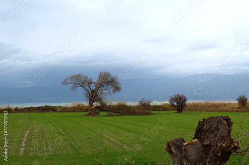 Green field and trees. Agricultural places. Mountains silhouette in background. Photo taken on the road in burhaniye town Aegean sea coast region turkey anatolia asia. Calm warm weather day in winter. photo