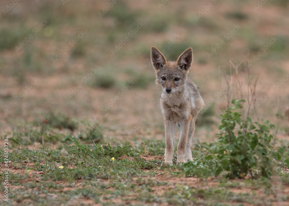 Obraz premium young black backed jackal pup in the wild
