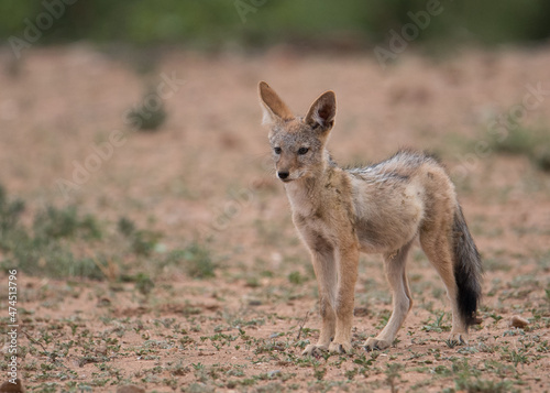 young jackal in the wild