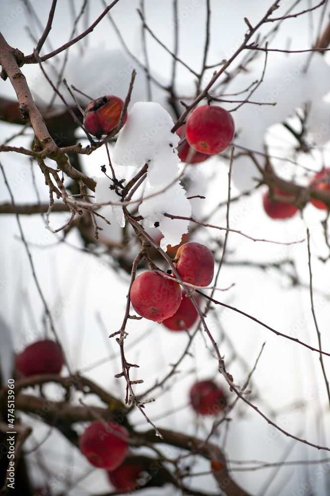 Winter apples hanging on a trees with snow in an orchard Winter apples hanging on a trees with snow in an orchard