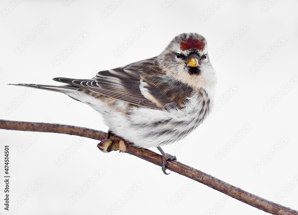 Fototapeta premium Common redpoll (Acanthis flammea) sitting on a branch with white snow background.