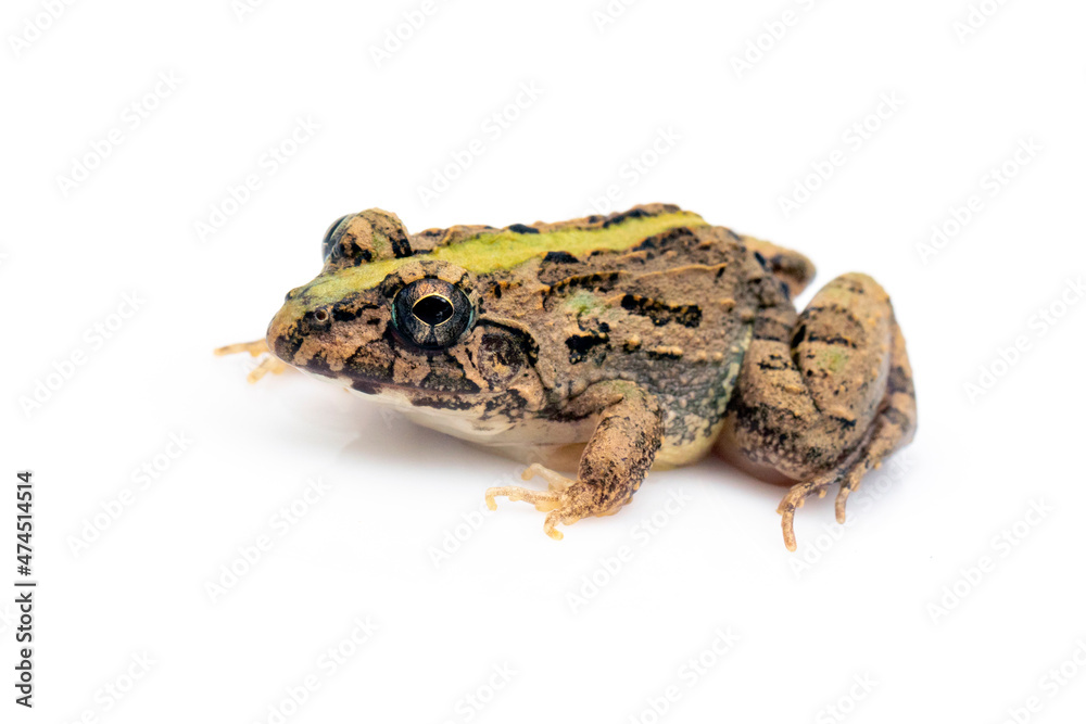 Fototapeta premium Image of brown frog isolated on white background. Pelophylax ridibundus. Animal. Amphibians